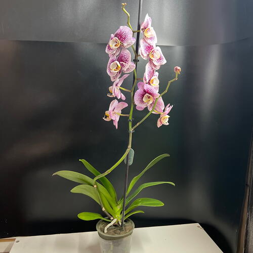 review-photo-before