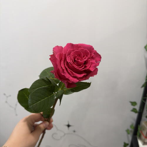review-photo-before