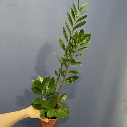 review-photo-before
