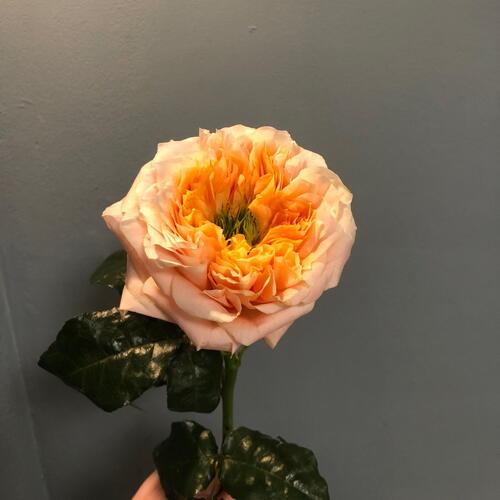 review-photo-before