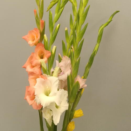 review-photo-before