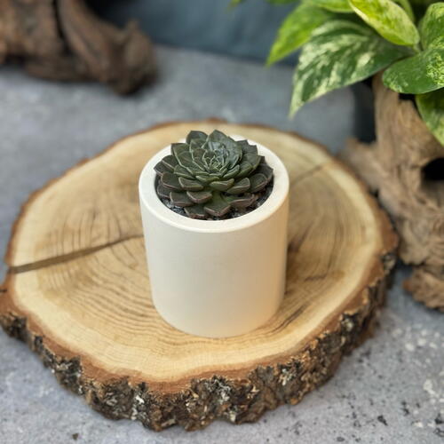 review-photo-before