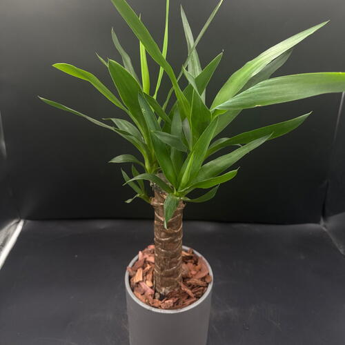 review-photo-before