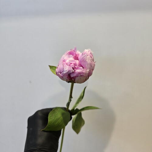 review-photo-before