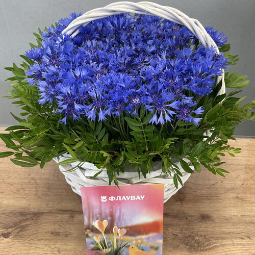 review-photo-before