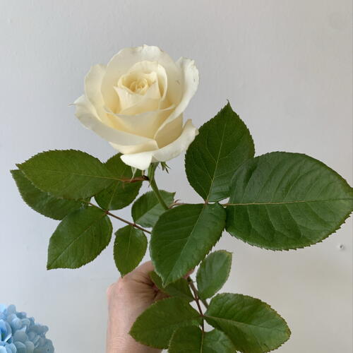 review-photo-before