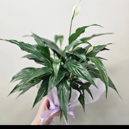 review-photo-before