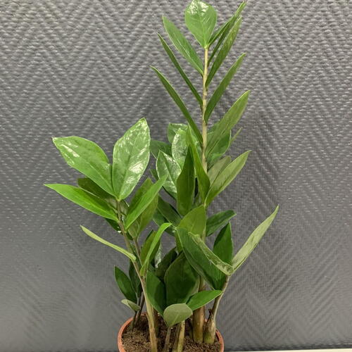 review-photo-before