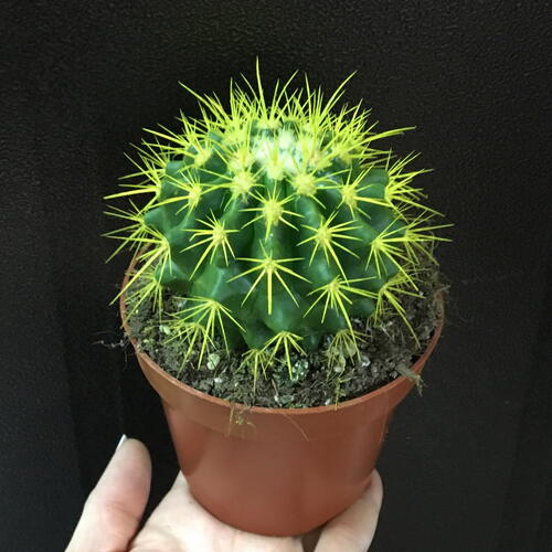 review-photo-before