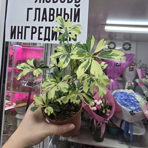 review-photo-before
