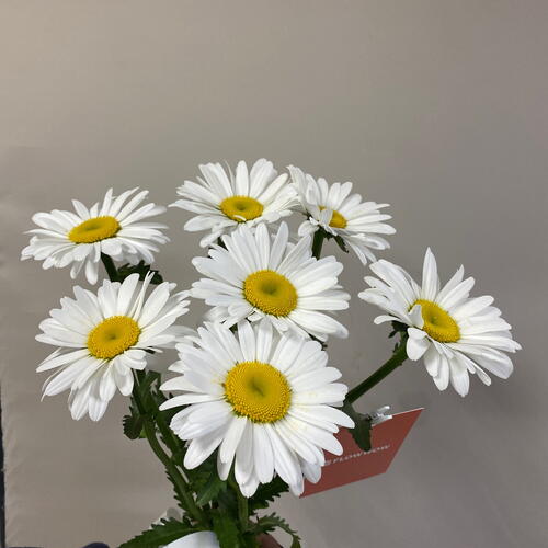 review-photo-before