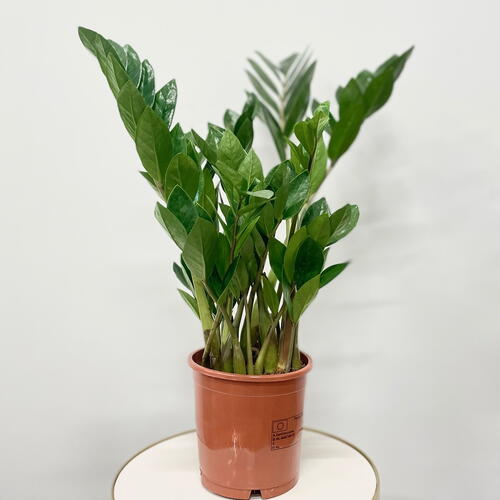 review-photo-before