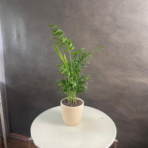 review-photo-before