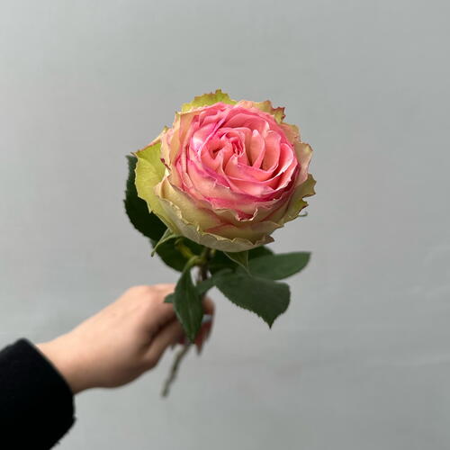 review-photo-before