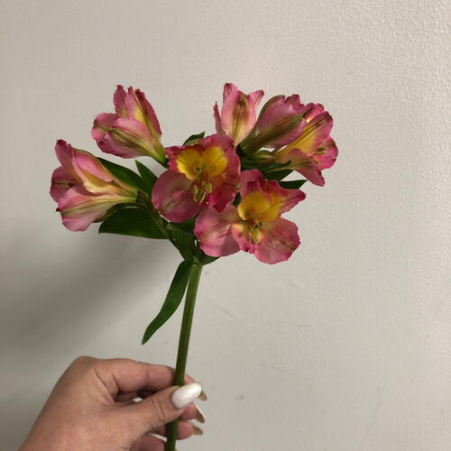 review-photo-before