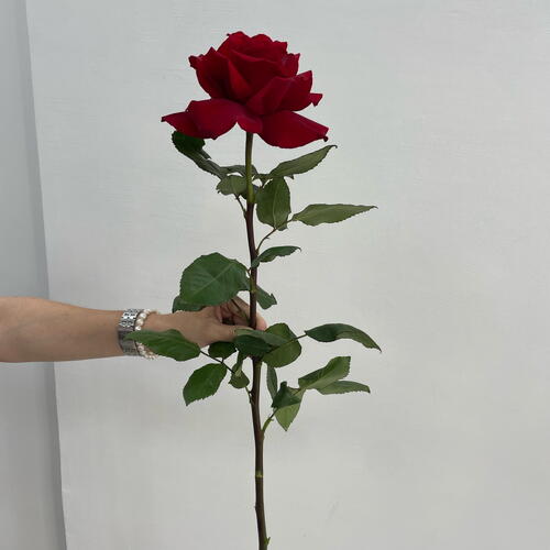 review-photo-before