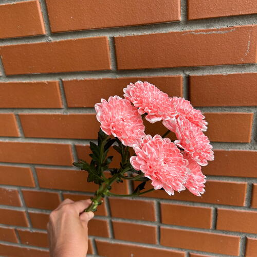 review-photo-before