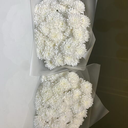 review-photo-before