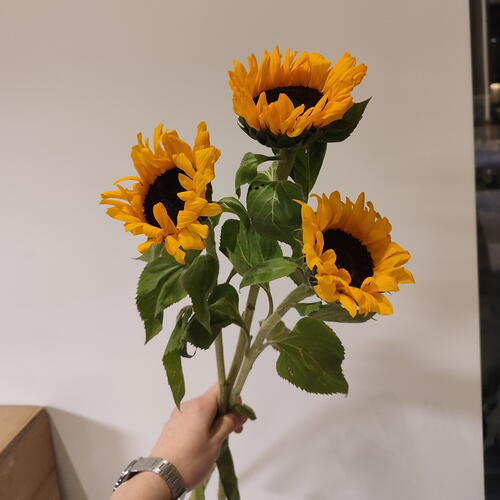 review-photo-before