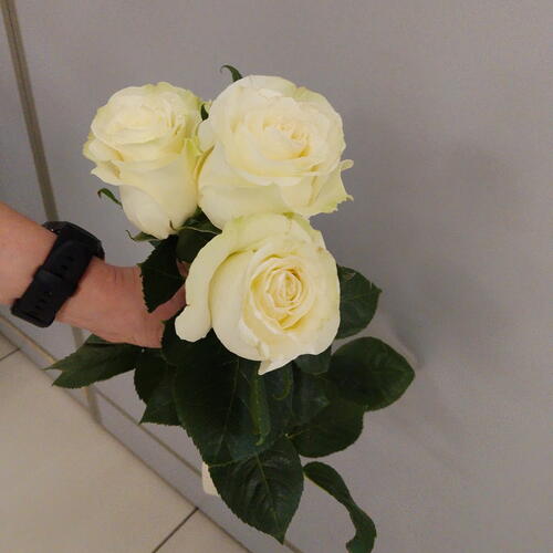 review-photo-before