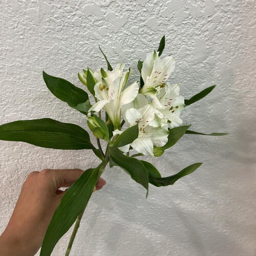 review-photo-before