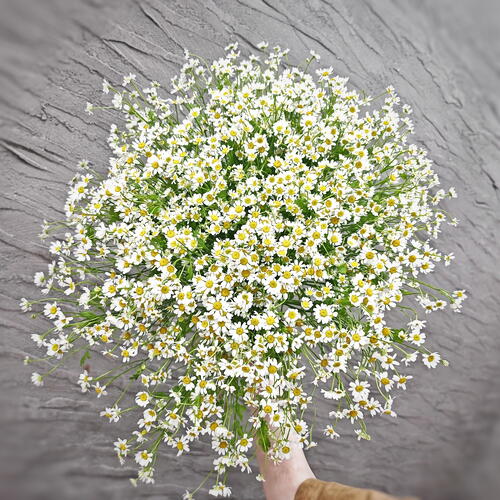 review-photo-before