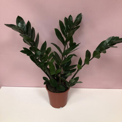 review-photo-before