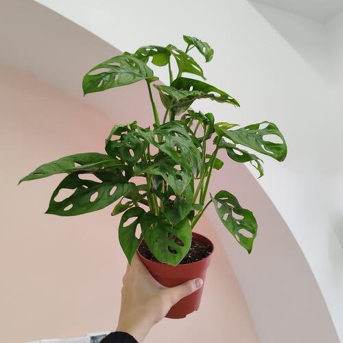 review-photo-before