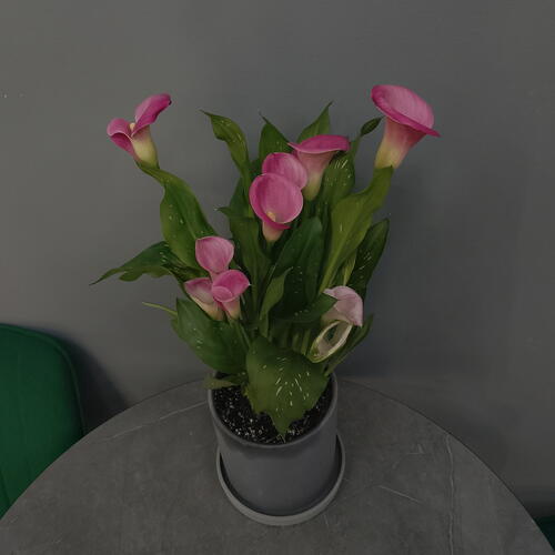 review-photo-before
