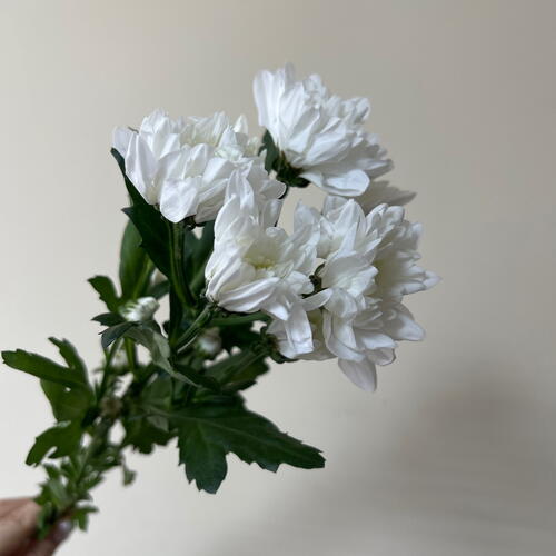 review-photo-before