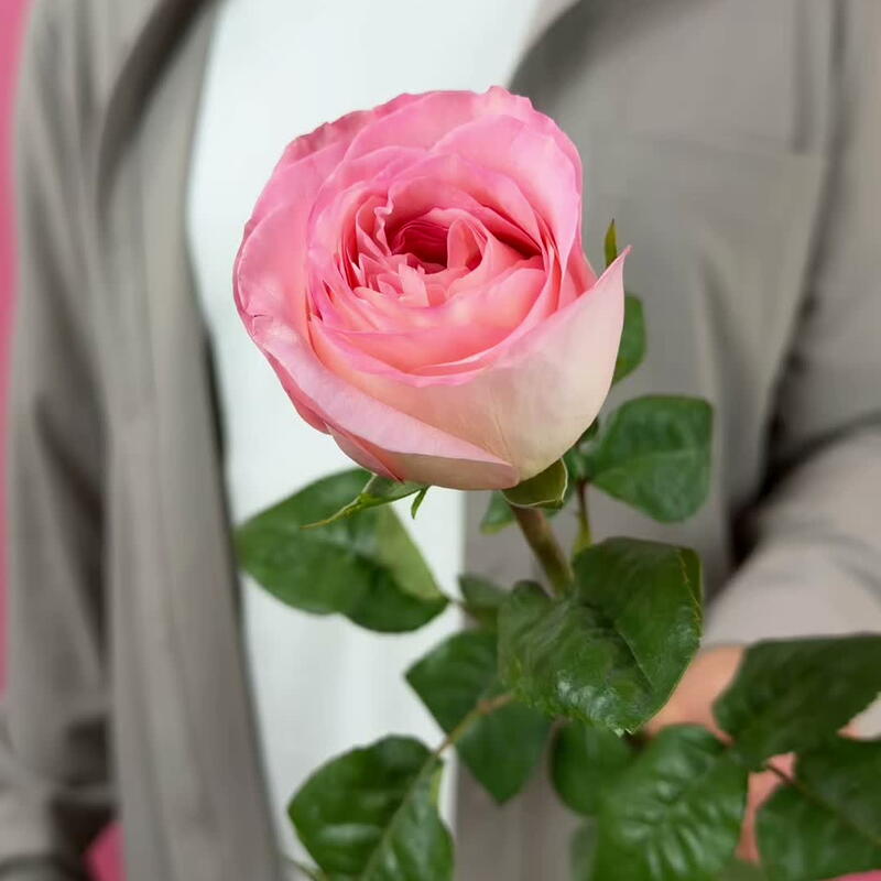 Цветы поштучно. Роза Пинк Экспрешн Pink Expression Эквадор, 1
