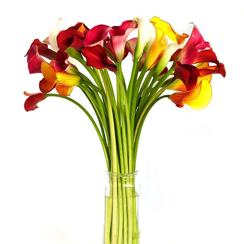 Калл в ирисе. Цветок ирис касатик. Калла грейп вельвет. Букет каллы и ирисы. Калла пурпл сенсейшн.