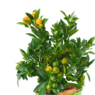Живые растения